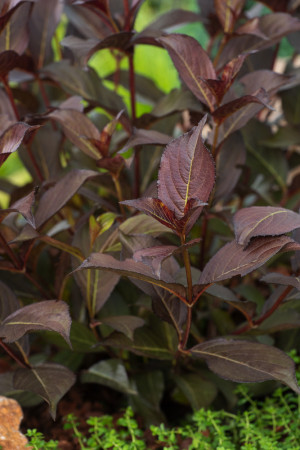 Krzewuszka cudowna 'Alexandra' (Wine & Roses) | Weigela florida