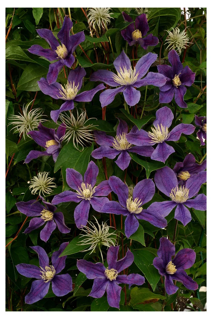 Powojnik 'Arabella' | Clematis