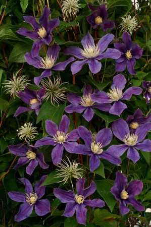 Powojnik 'Arabella' | Clematis