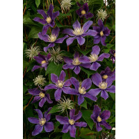 Powojnik 'Arabella' | Clematis