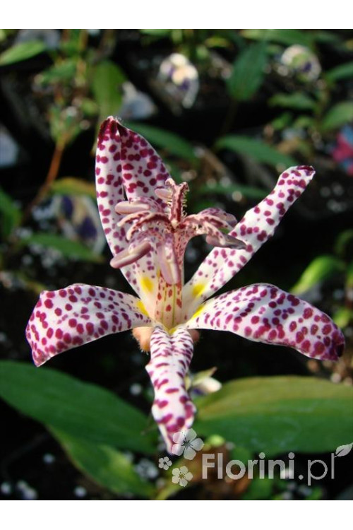 trójsklepka, trójsklepka Masamunei, Tricyrtis