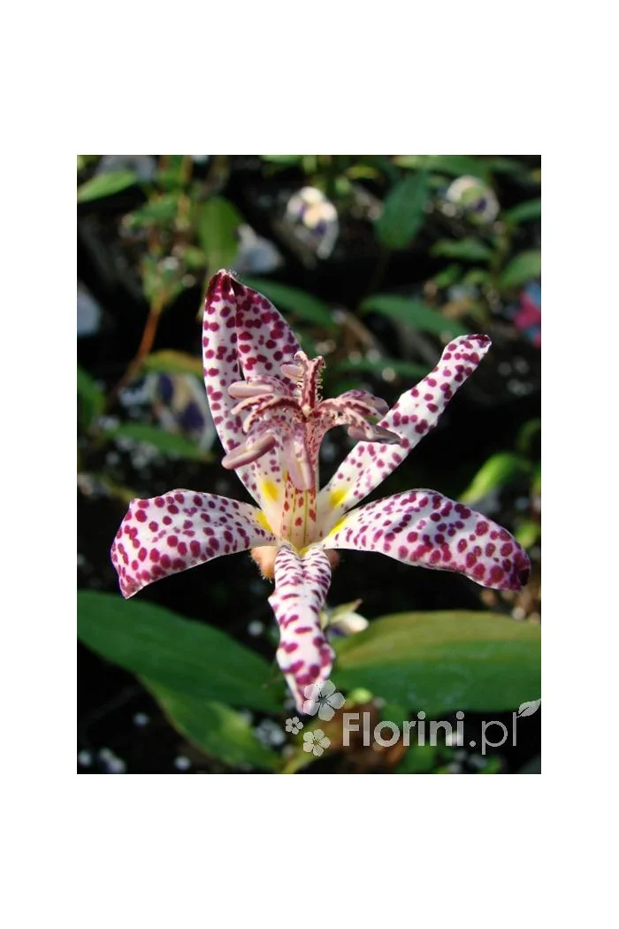 trójsklepka, trójsklepka Masamunei, Tricyrtis
