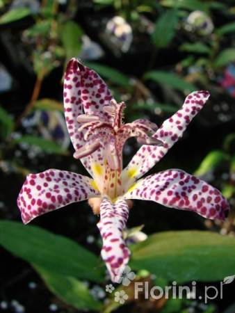 trójsklepka, trójsklepka Masamunei, Tricyrtis