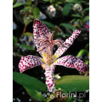 trójsklepka, trójsklepka Masamunei, Tricyrtis