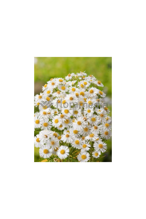 Aster nowangielski 'Herbstschnee' Aster novi-angliae
