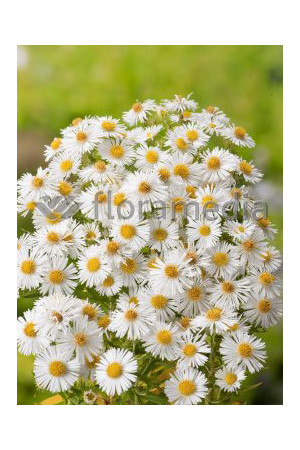 Aster nowangielski 'Herbstschnee' Aster novi-angliae
