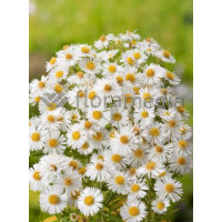 Aster nowangielski 'Herbstschnee' Aster novi-angliae