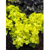 Żurawka 'Lemon Supreme' | Heuchera