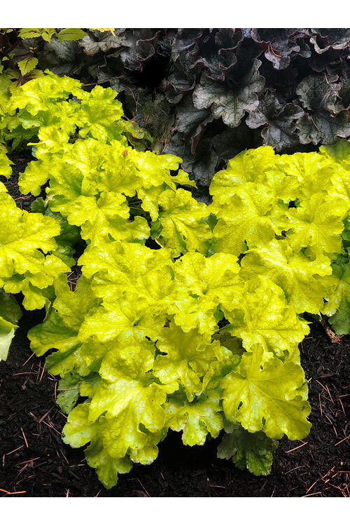 Żurawka 'Lemon Supreme' | Heuchera