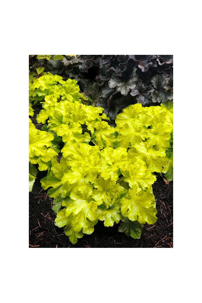 Żurawka 'Lemon Supreme' | Heuchera