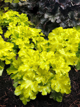 Żurawka 'Lemon Supreme' | Heuchera