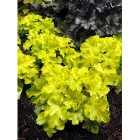 Żurawka 'Lemon Supreme' | Heuchera