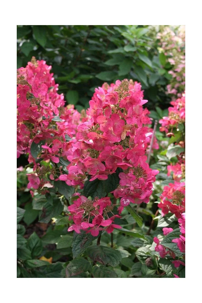 hortensja, hortensja bukietowa, hortensja Magical Flame, hydrangea, hydrangea paniculata