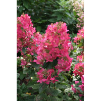 hortensja, hortensja bukietowa, hortensja Magical Flame, hydrangea, hydrangea paniculata