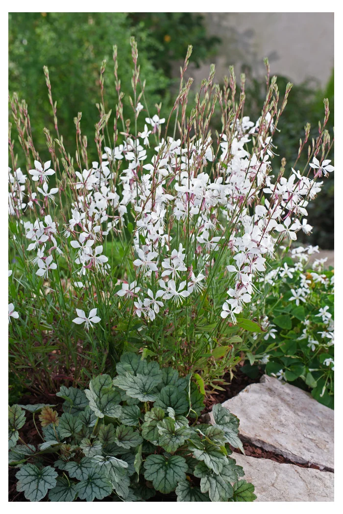 Gaura 'Whirling Butterflies' | Gaura