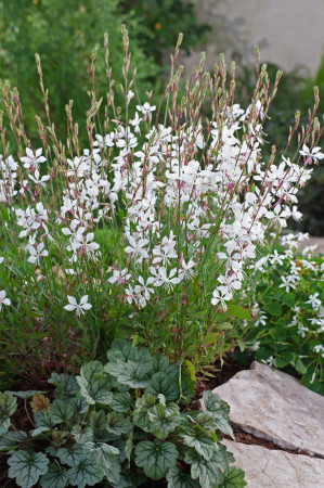 Gaura 'Whirling Butterflies' | Gaura
