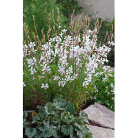 Gaura 'Whirling Butterflies' | Gaura