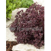Rozchodnik wielki 'Chocolate Drop' Sedum telephium