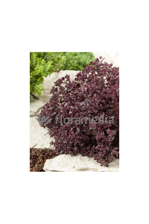 Rozchodnik wielki 'Chocolate Drop' Sedum telephium