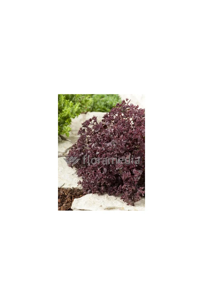 Rozchodnik wielki 'Chocolate Drop' Sedum telephium