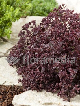 Rozchodnik wielki 'Chocolate Drop' Sedum telephium