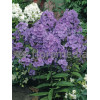 Floks wiechowaty 'Amethyst' Phlox panniculata