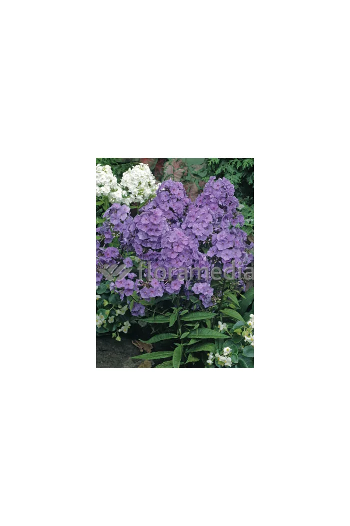 Floks wiechowaty 'Amethyst' Phlox panniculata