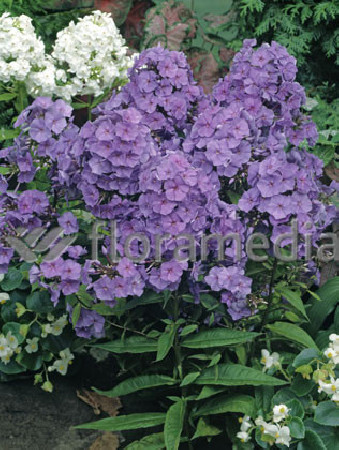 Floks wiechowaty 'Amethyst' Phlox panniculata