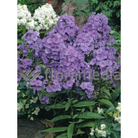 Floks wiechowaty 'Amethyst' Phlox panniculata