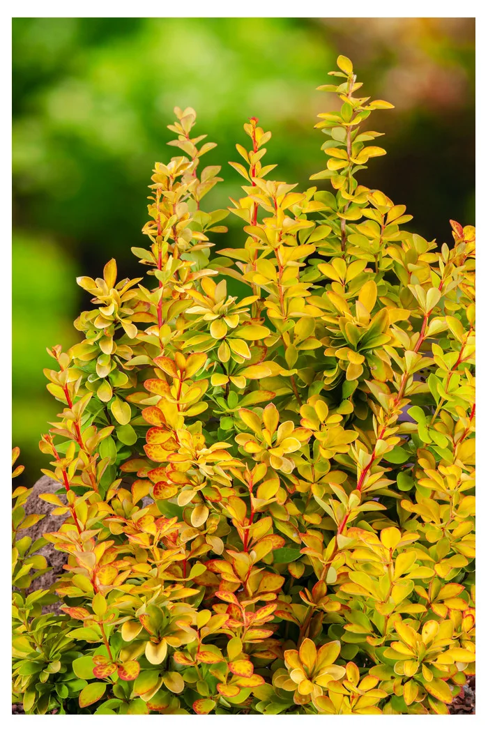 Berberys Thunberga 'Maria' | Berberis thunbergii