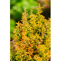 Berberys Thunberga 'Maria' | Berberis thunbergii