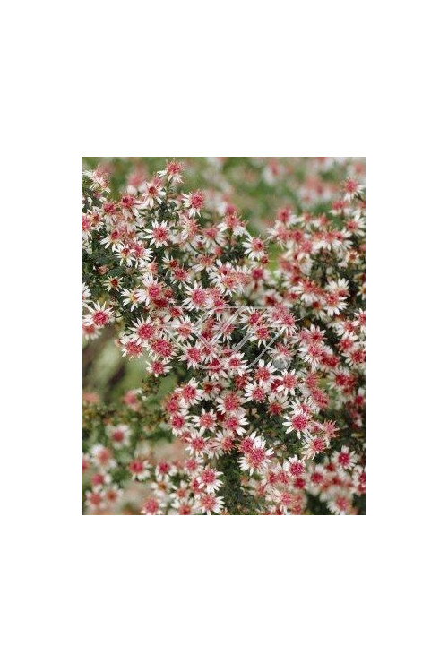 Aster 'Lady in Black' Aster lateriflorus