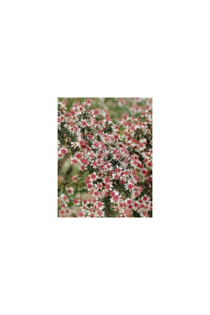 Aster 'Lady in Black' Aster lateriflorus