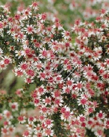 Aster 'Lady in Black' Aster lateriflorus