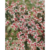 Aster 'Lady in Black' Aster lateriflorus