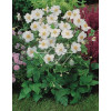 Zawilec mieszańcowy 'Honorine Jobert' | Anemone hybrida