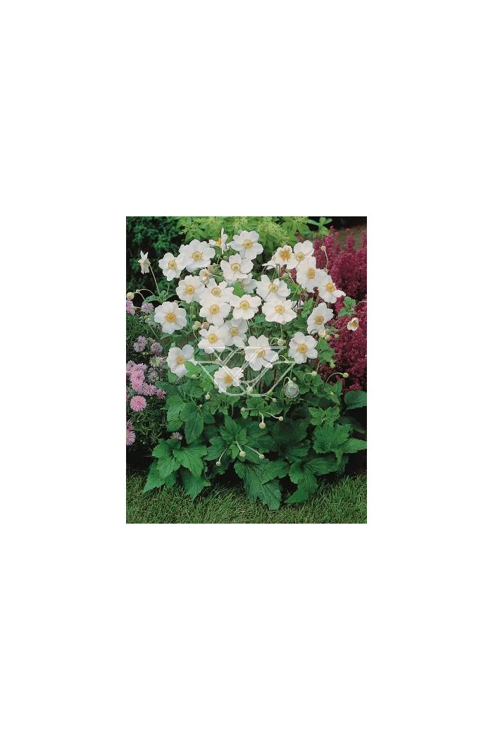 Zawilec mieszańcowy 'Honorine Jobert' | Anemone hybrida