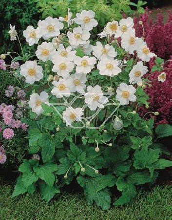 Zawilec mieszańcowy 'Honorine Jobert' | Anemone hybrida