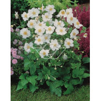 Zawilec mieszańcowy 'Honorine Jobert' | Anemone hybrida