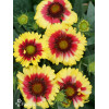 Gailardia 'Sunset Mexican' Gailardia