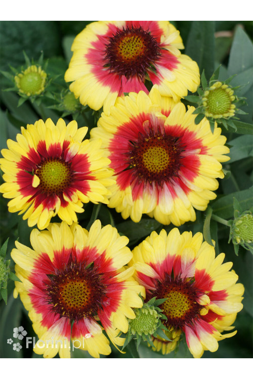 Gailardia 'Sunset Mexican' Gailardia