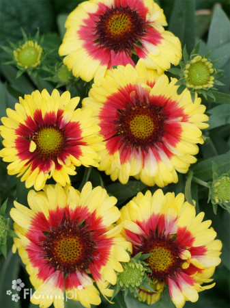 Gailardia 'Sunset Mexican' Gailardia