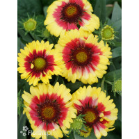 Gailardia 'Sunset Mexican' Gailardia