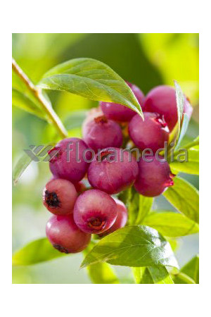 Borówka wysoka (amerykańska) 'Pink Lemonade' | Vaccinium corymbosum