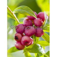 Borówka wysoka (amerykańska) 'Pink Lemonade' | Vaccinium corymbosum