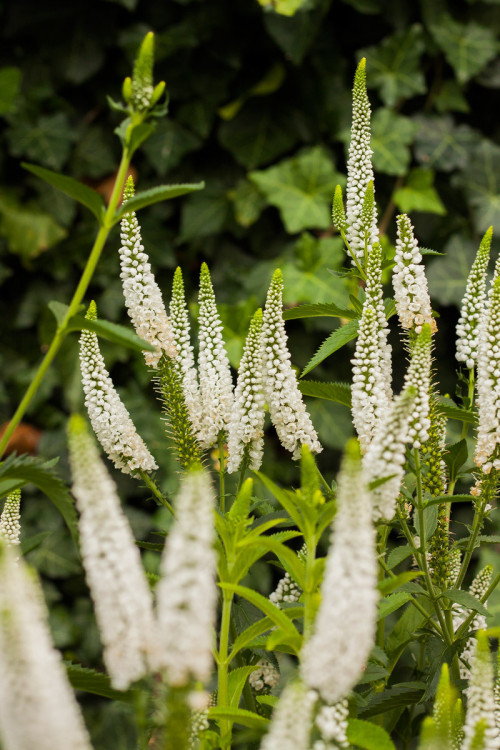 Przetacznik kłosowy 'First Lady' | Veronica spicata