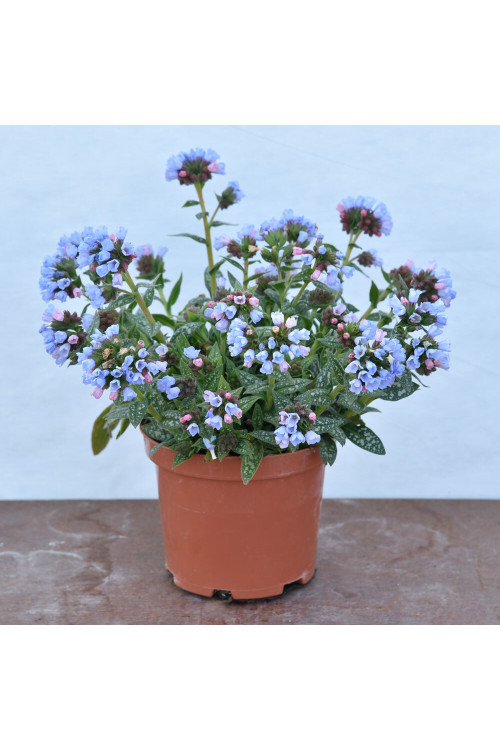 Miodunka 'Twinkle Toe' | Pulmonaria