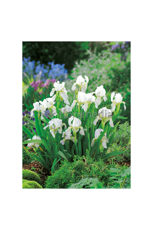 Kosaciec (Irys) niski 'Lilly White' Iris barbata nana