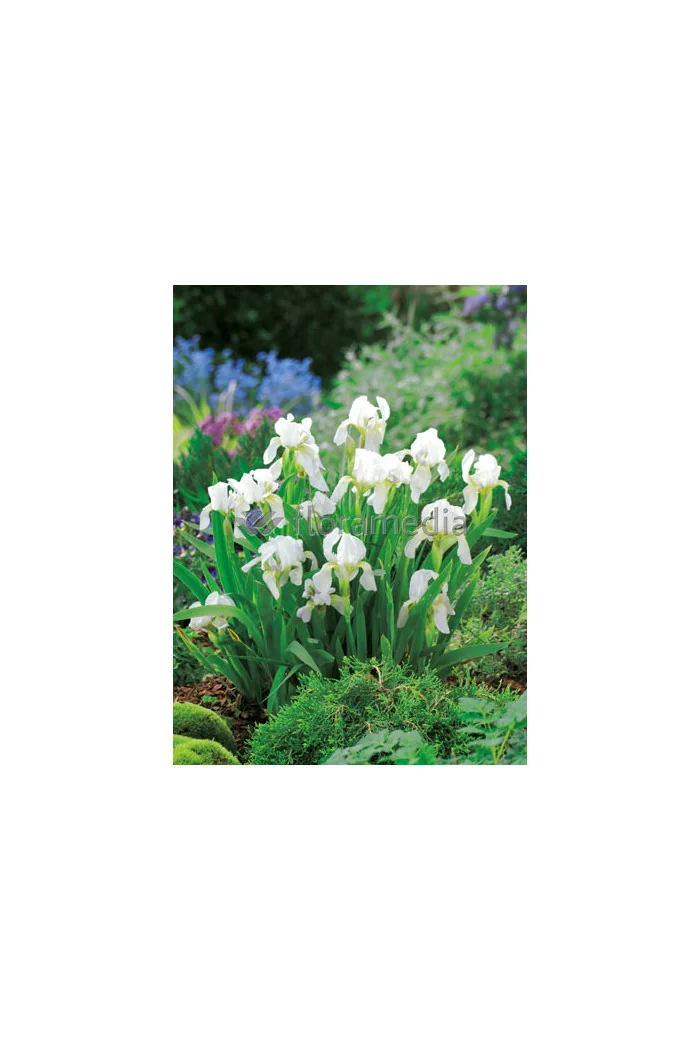 Kosaciec (Irys) niski 'Lilly White' Iris barbata nana