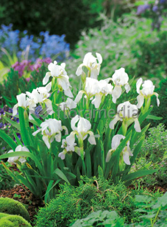 Kosaciec (Irys) niski 'Lilly White' Iris barbata nana